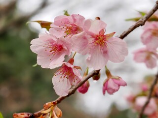 河津桜