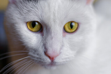 Close-up of a white cat with striking yellow eyes gazing intently, showcasing its detailed fur and...