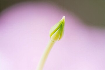 Sprout emerging from the soil, showcasing nature's renewal in a close-up view