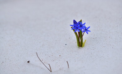  Scilla bifolia  1217