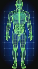 Human anatomy, skeletal, muscle, digestive system graphic illustration