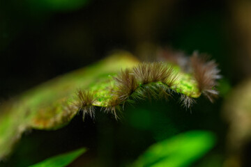 Detail of algae growing on a green leaf below the surface.
