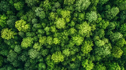 Naklejka premium Aerial View Lush Green Forest Canopy Summer Nature Texture Background Image High Resolution Detailed Vibrant Foliage Greenery Overhead View life trees