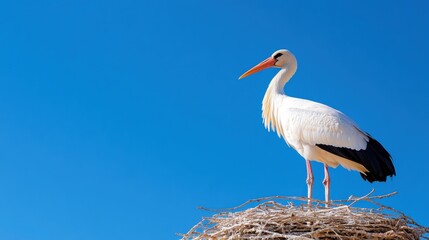 Majestic white stork perched gracefully on a nest in Algarve skies