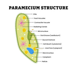 Paramecium structure anatomy diagram poster chart, medical illustration vector. Science biology study. Labeled cilia, vacuole, radiation canal, macronucleus, vestibulum, cytoplasm, pellicle.