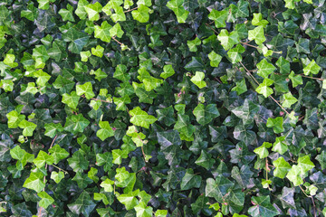 Top view of green ivy leaves. Natural background
