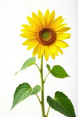 Obraz premium Large sunflower blooms in a bright yellow color against a white background, nature, yellow, field