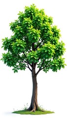 High definition collection of tree isolated on a white background with intricate branches and leaves , White Background, Isolation