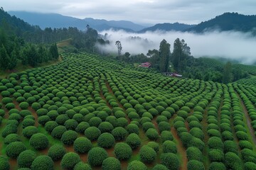 Fototapeta premium Lush Green Tea Plantation Landscape Surrounded by Misty Mountains