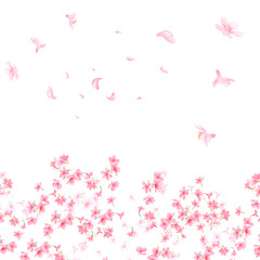 Sakura on white background. Digital cherry tree. Cherry blossom flower blooming. Pink sakura flower background. Beautiful sakura flower petals flying on white background. Flowers for wedding.