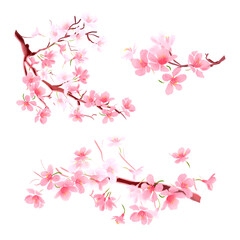 Sakura on white background. Digital cherry tree. Cherry blossom flower blooming. Pink sakura flower background. Beautiful sakura flower petals flying on white background. Flowers for wedding.