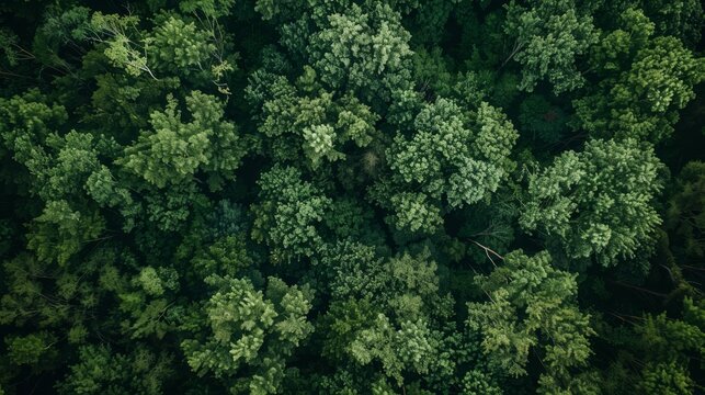 An aerial view of a dense forest canopy, showcasing a variety of green trees and foliage from above..
