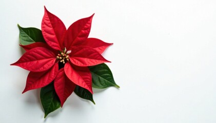 Single poinsettia flower on a white background with green leaves, single bloom, small arrangement, indoor plants