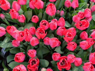 pink tulips growing in the ground with a top view