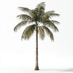Obraz premium Single Tropical Palm Tree Isolated on White Background for Design