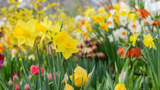 yellow blooming daffodils on blurred background with other flowers in garden