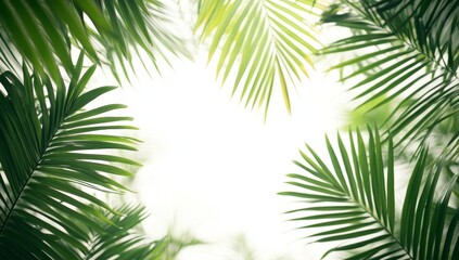 Lush Palm Fronds Framing Sunlight