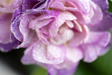 Obraz premium Close up of Primula Pollyanna Crystal Fountain Flowers