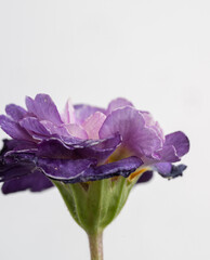 Naklejka premium Close up of Primula Pollyanna Crystal Fountain Flowers