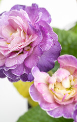 Fototapeta premium Close up of Primula Polyanna Crystal Fountain Flowers