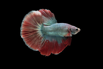 halfmoon betta fish on black background