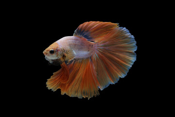 halfmoon betta fish on black background