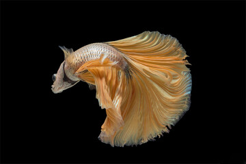 halfmoon betta fish on black background