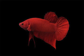betta fish