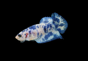 betta fish