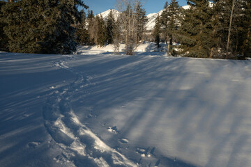 Snowshoe trail through the woods; Grand Teton NP; Wyoming 