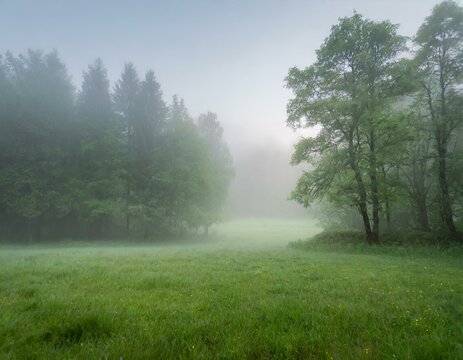 morning mist in the forest - Powered by Adobe