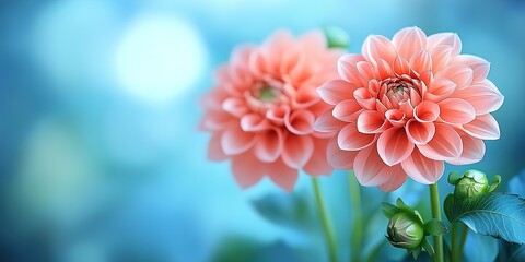 Fototapeta premium Pink dahlia isolated on white background