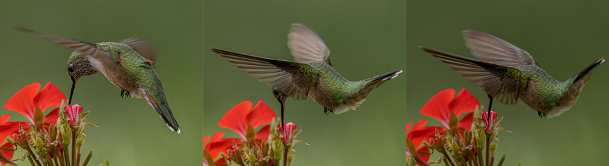 Various broad tailed hummingbirds on bee balm and geraniums 