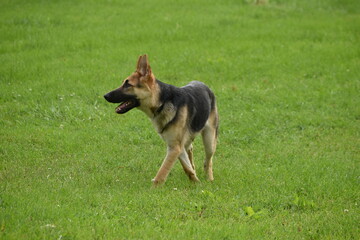 german shepherd puppy