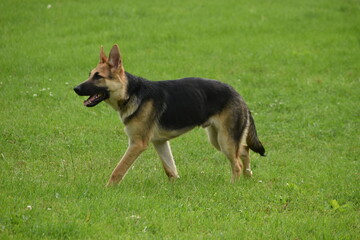 german shepherd puppy