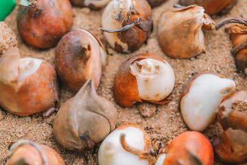 Planting tulips.Flower bulbs in planting baskets.Tulip bulbs in a sand.process of planting perennial flowers