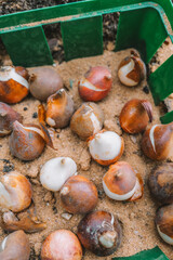 Planting tulip bulbs.Garden bowls for planting bulbous plants.Garden tools and equipment.Tulip bulbs in a green planting cup with sand.process of planting perennial flowers