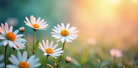 Soft focus watercolor daisies in a field, field, garden, watercolor © Prayoon