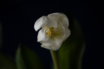 white tulip on black.  Flower head