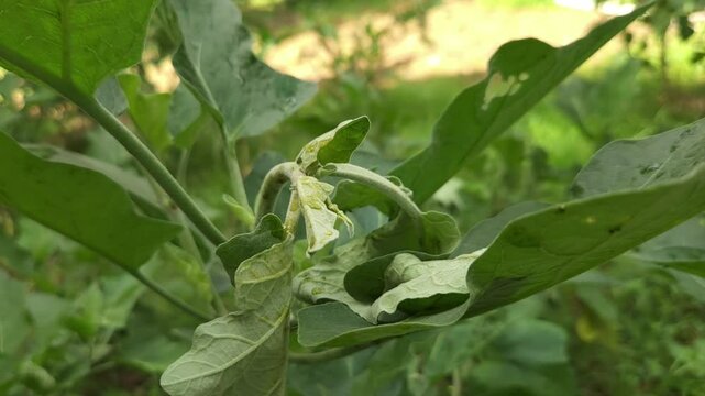  brinjal plant