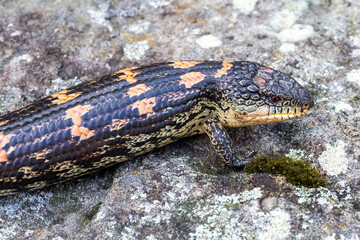 Australian Blotched Blue-tongue lizard