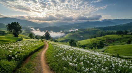 Sunrise Landscape Dirt Path Through White Flower Field Leading to Misty Green Hills