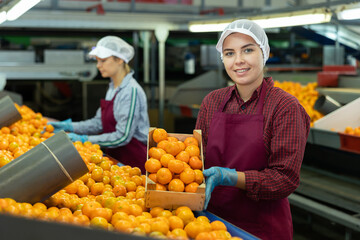 Diligent positive cheerful woman worker of fruit warehouse pack fresh ripe mandarins near a conveyor line. The manual selection of fruits.