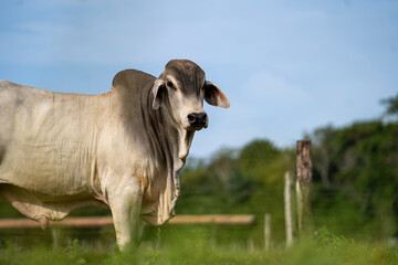Toro de Raza Brahman en un repasto de una finca ganadera