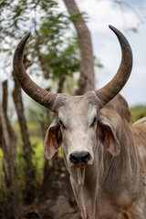 Cara de toro de la raza Guzerat con grandes cuernos mirando hacia la cámara