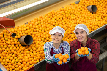 High angle view of two happy female workers of citrus sorting factory standing near grading conveyor, showing handfuls of ripe selected tangerines in hands © JackF