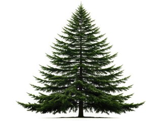 Obraz premium Silhouette Fir Tree, Isolated Abies, Christmas Tree, Evergreen Silhouette, White Background, PNG, Winter Tree Silhouette, High Resolution Image