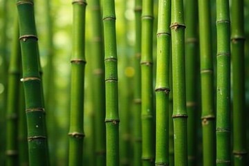 Obraz premium Close-up of interwoven bamboo stalks, light and shadow, nature, detail