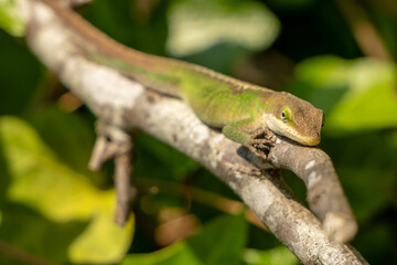 Green Anoles Lizard Attempts to Blend Into Branch
