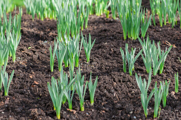 Fresh green sprouts in spring on the field, soft focus. Growing young green seedling sprouts in cultivated agricultural farm field.